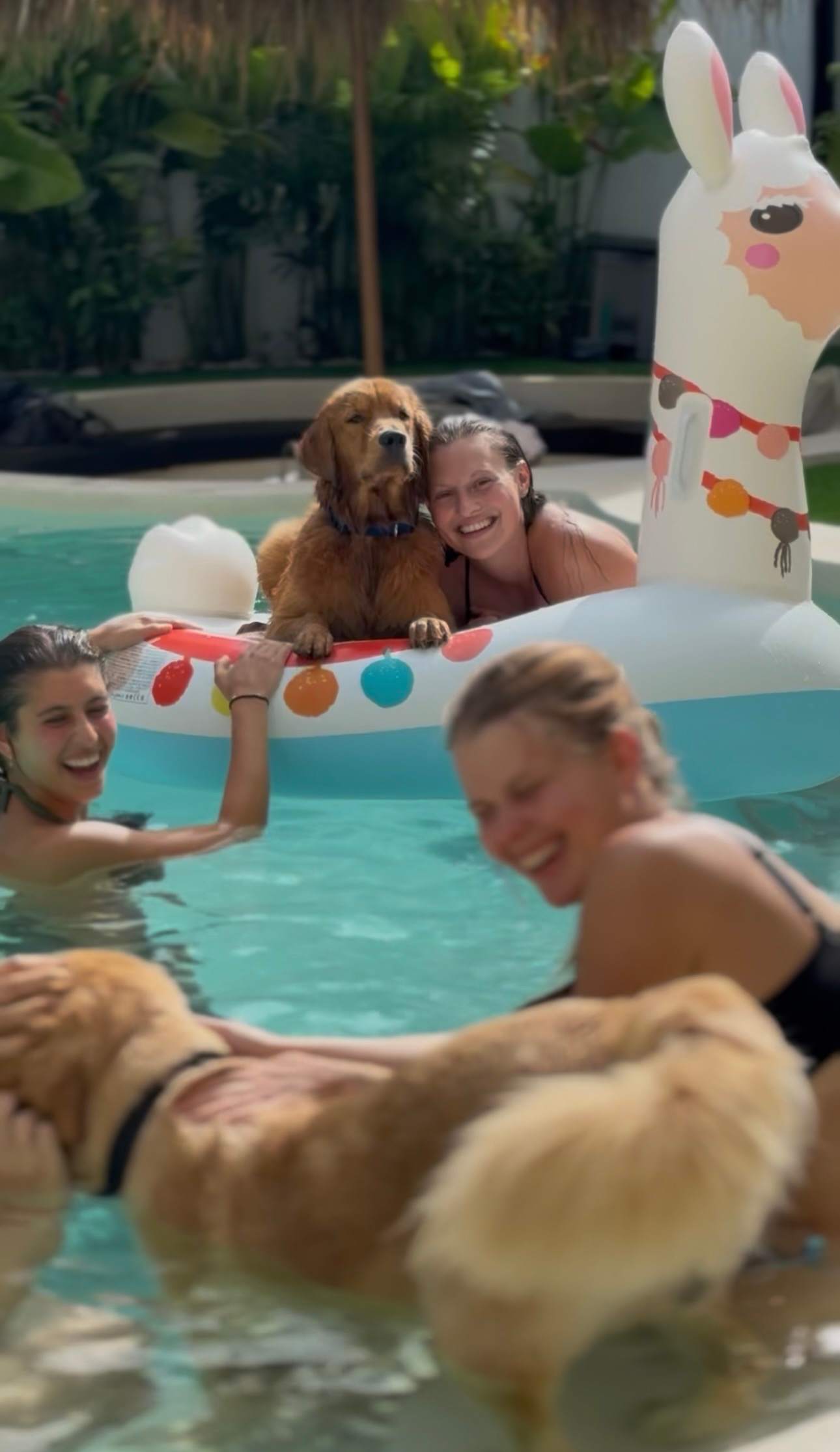 Resident golden retrievers by the pool