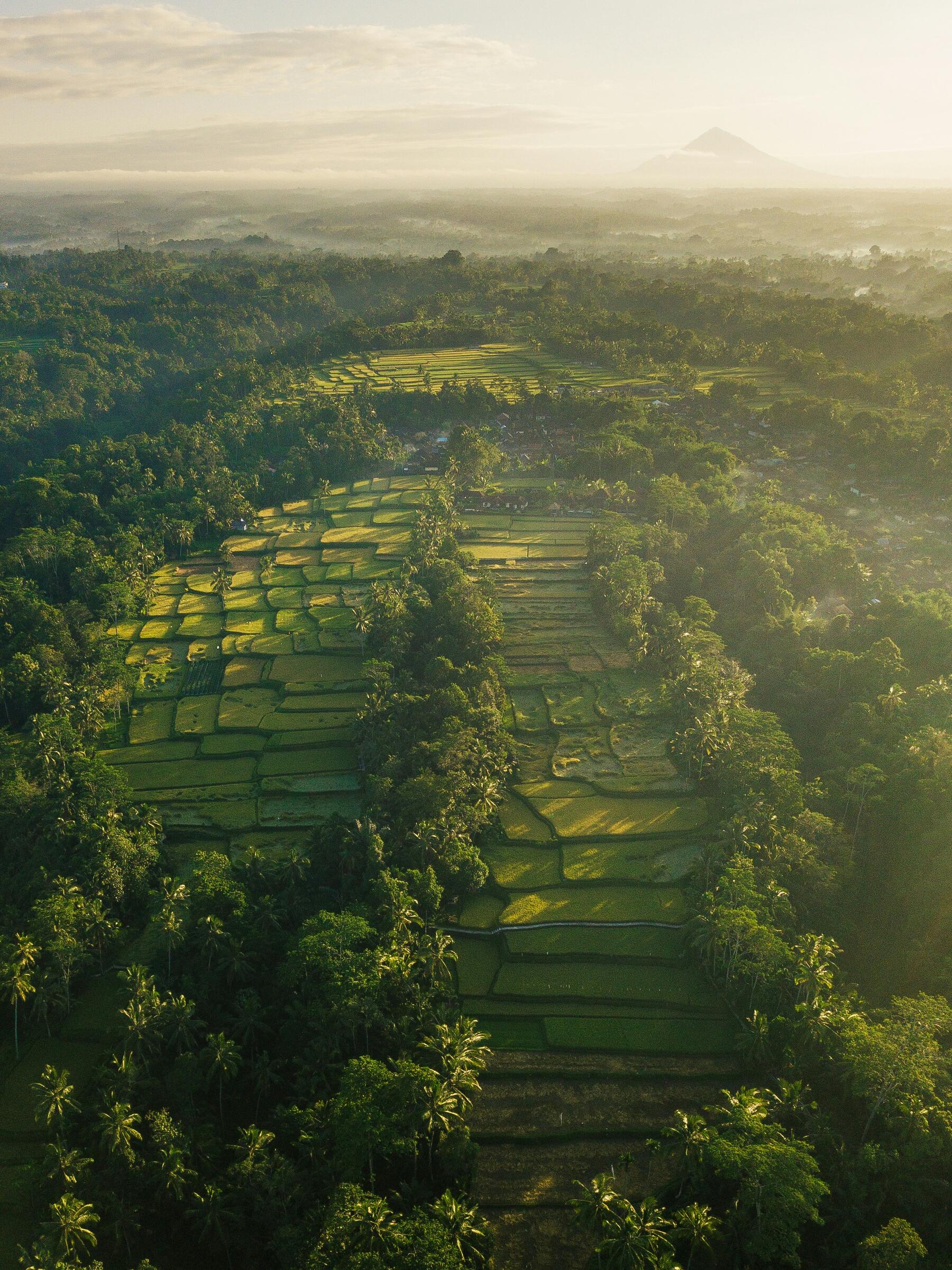 Rice terraces and palm jungle at sunrise in the hills around Ubud, Bali